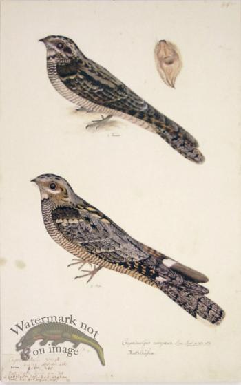 84 Swedish Birds . Caprimulgus Europaeus, European Nightjar, M.F